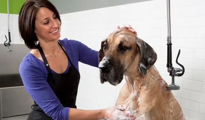 Bayshore Pet Grooming & Boarding